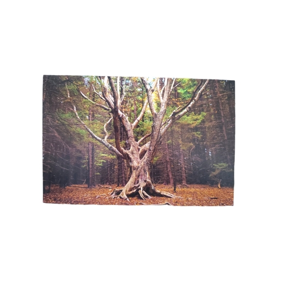 ☕ Nature Greeting Cards set of 5 - Picture 5 of 12